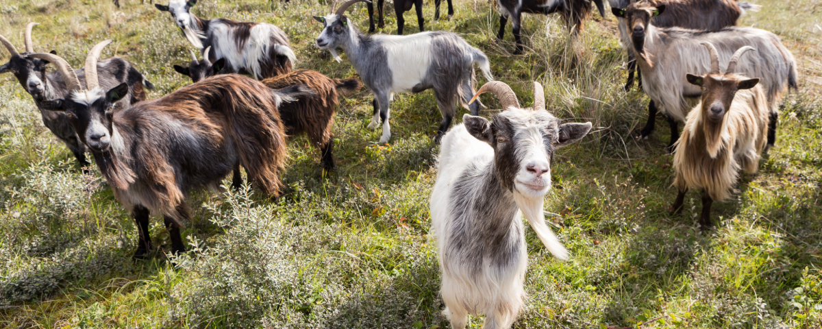 Ontdek het Noordhollands Duinreservaat