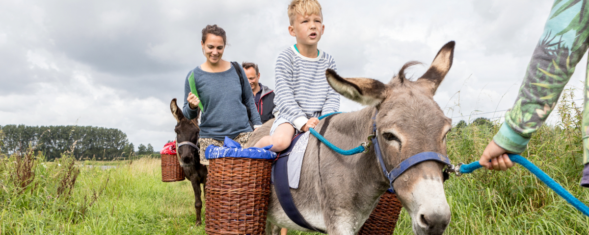Walking with a Donkey in the Dutch country side