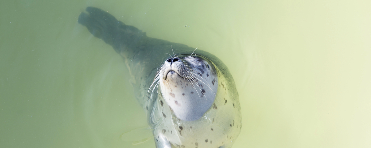 Spotting seals on the Wadden Island of Texel
