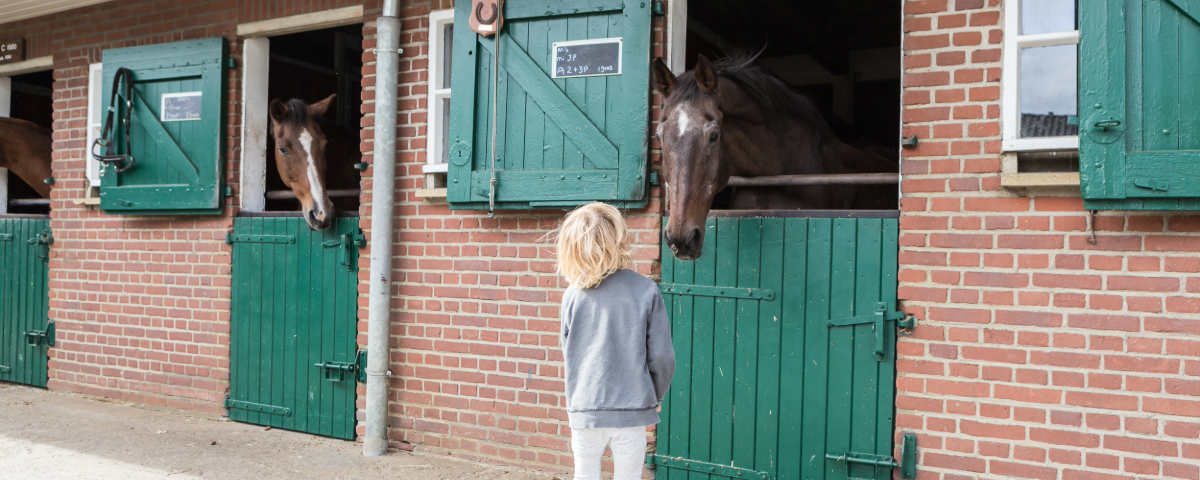 Children's Activities in Soest: Cuddling with Horses