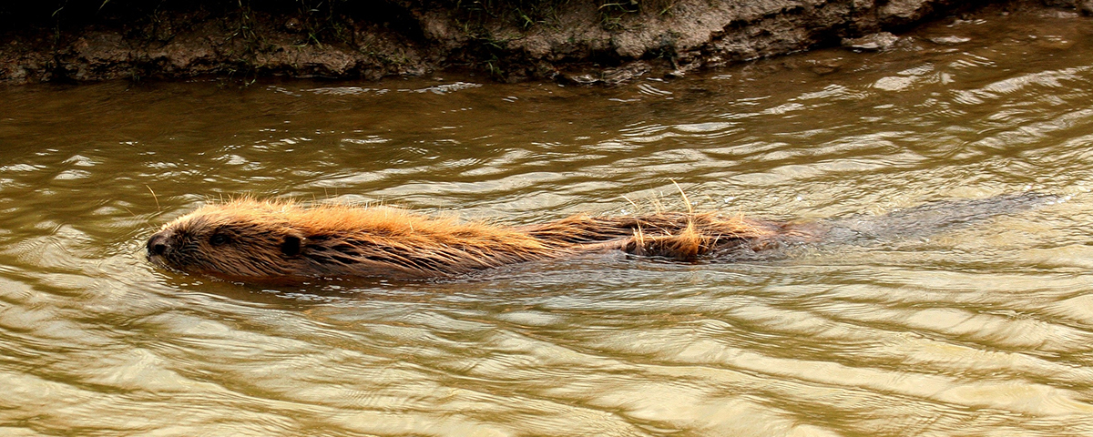 beavers in the Biesbosch National park